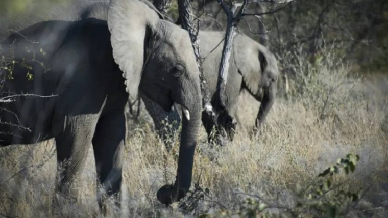 Namibia begins slaughtering hundreds of wild animals to feed drought-stricken population