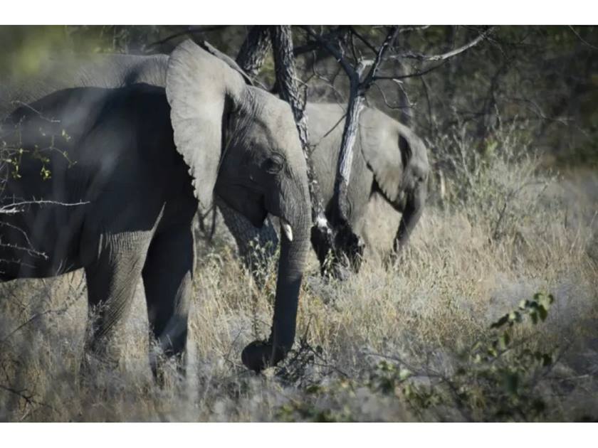 Namibia begins slaughtering hundreds of wild animals to feed drought-stricken population