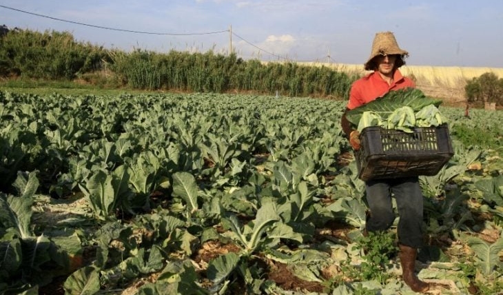 Algerian President: Agriculture Achieves 37 Billion Dollars in 2023