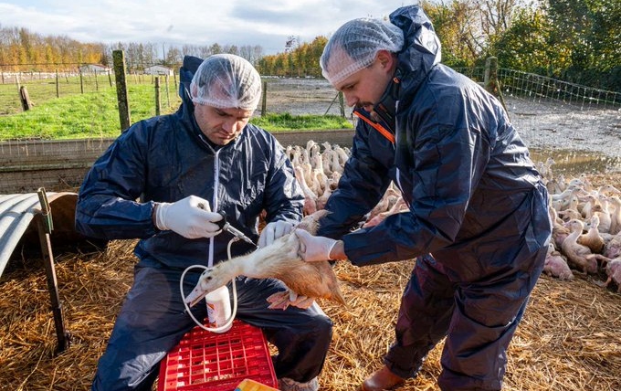 France Raises Avian Influenza Risk and Implements Strict Measures