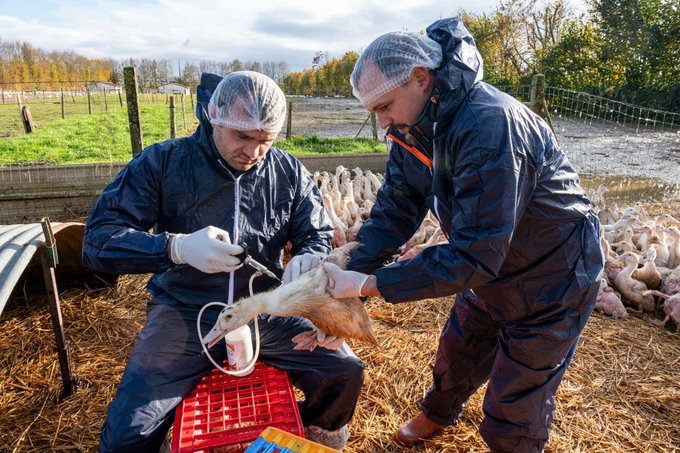 France Raises Avian Influenza Risk and Implements Strict Measures