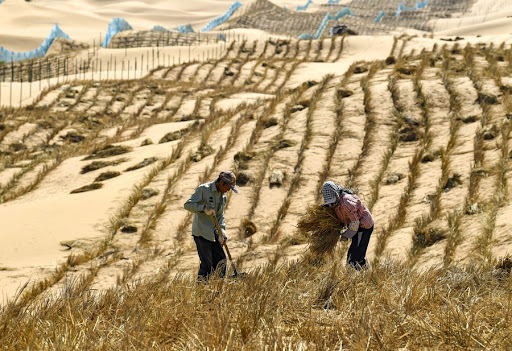 China leads global fight against desertification, land degradation