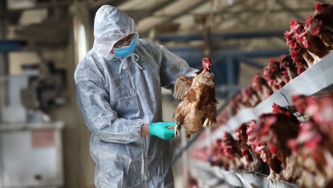 U.S. Reports First “Severe” Human Case of Bird Flu