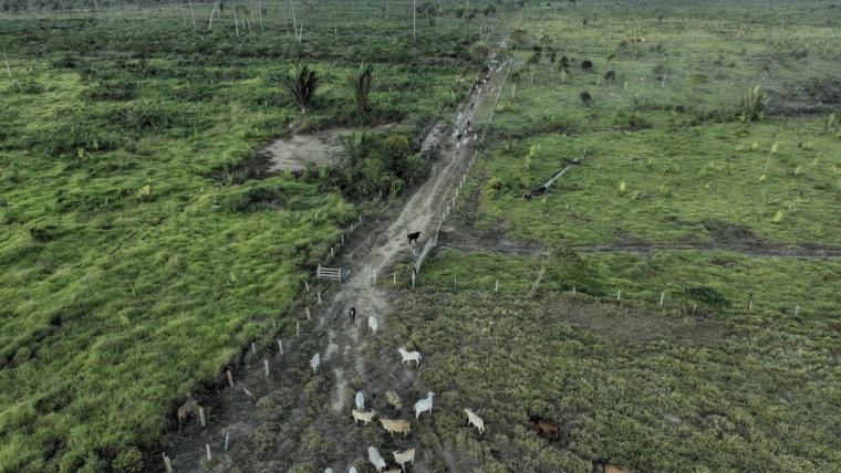 Brazil’s Beef Industry Criticized for Deforestation Ahead of COP30