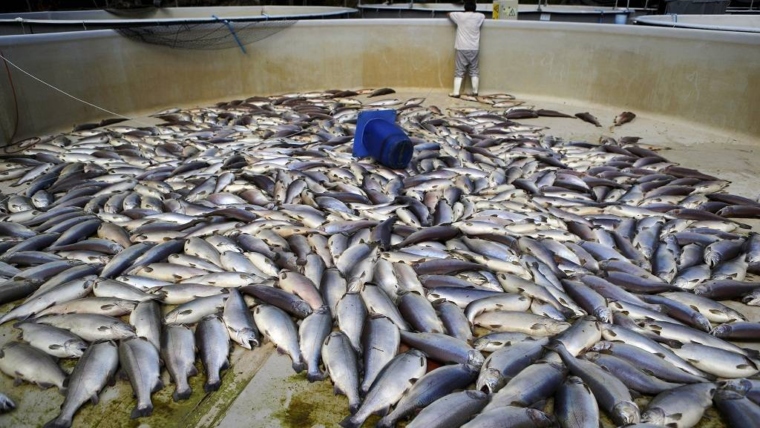 Saudi Arabia: Asir Coasts Generate $41 Million in Fishery Revenues in 2024