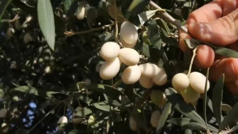 Libya Wins 3 Awards in International Olive Oil Competition