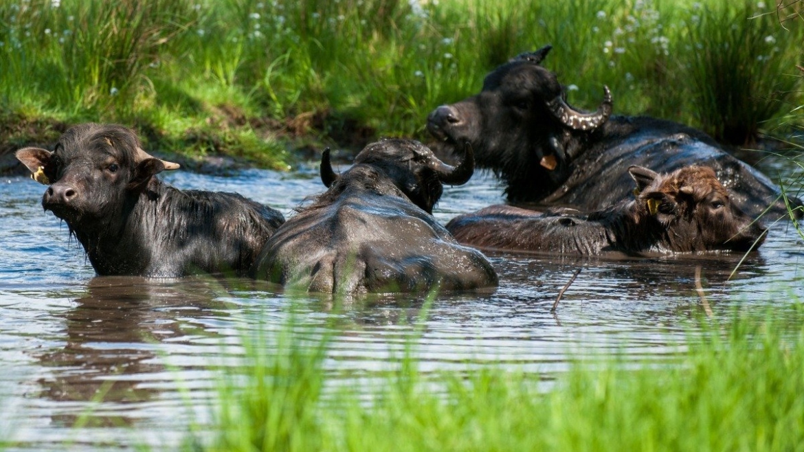 Germany: Transport of Animals Banned in Brandenburg Due to Outbreak of Foot-and-Mouth Disease