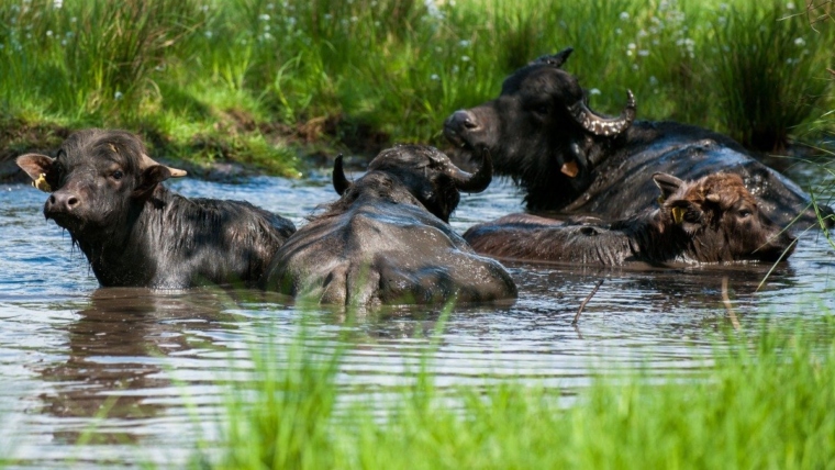 Germany: Transport of Animals Banned in Brandenburg Due to Outbreak of Foot-and-Mouth Disease